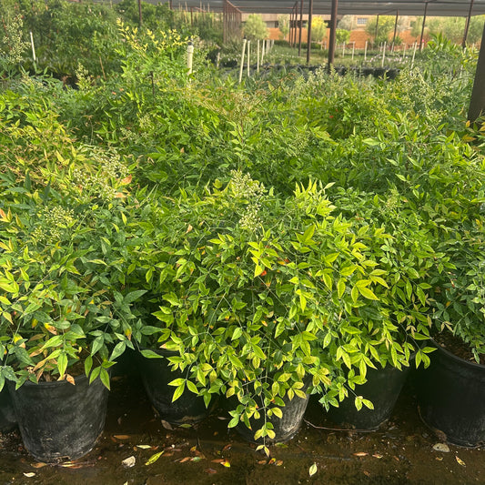 5 gallon Heavenly Bamboo (Nandina domestica) in nursery pot — Phoenix, AZ