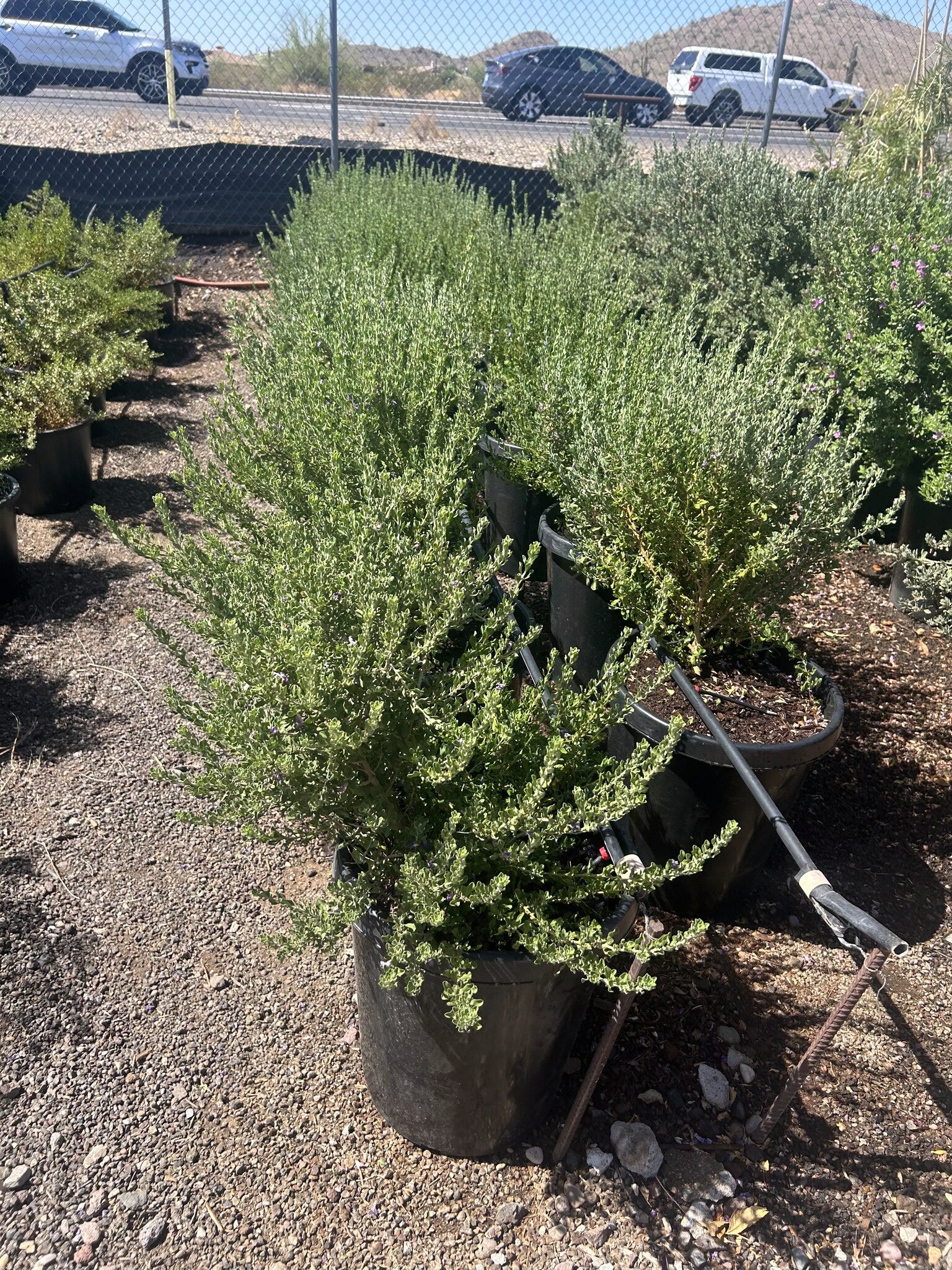 Heavenly Cloud Sage 10/15 Gallon