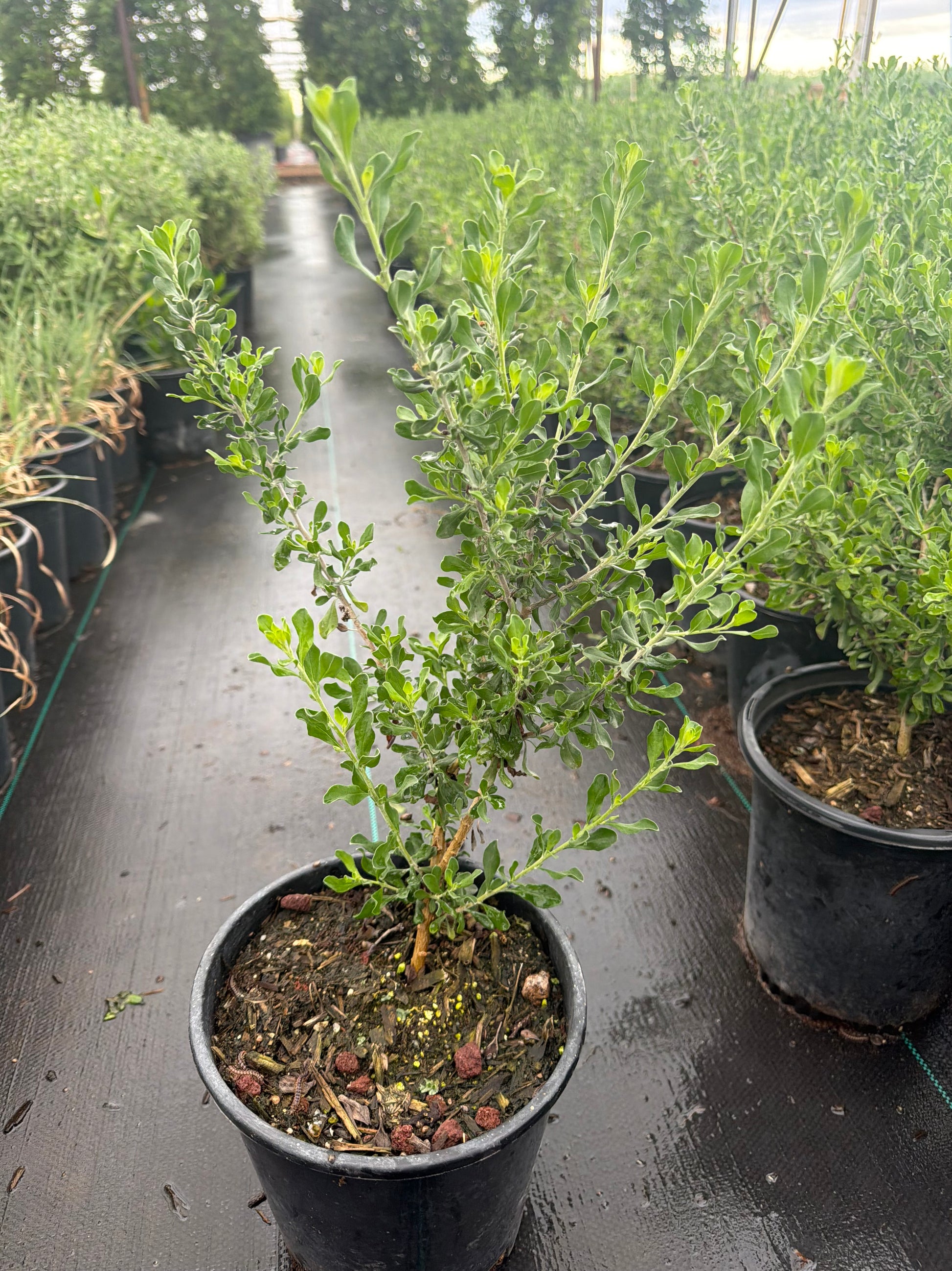 1 gallon Heavenly Cloud Sage (Leucophyllum langmaniae 'Heavenly Cloud') in nursery pot — Phoenix, AZ