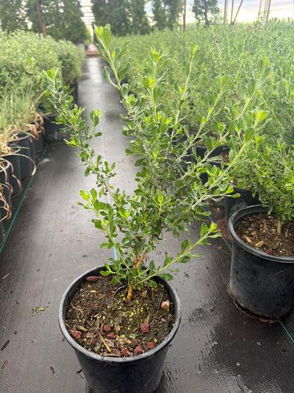 1 gallon Heavenly Cloud Sage (Leucophyllum langmaniae 'Heavenly Cloud') in nursery pot — Phoenix, AZ