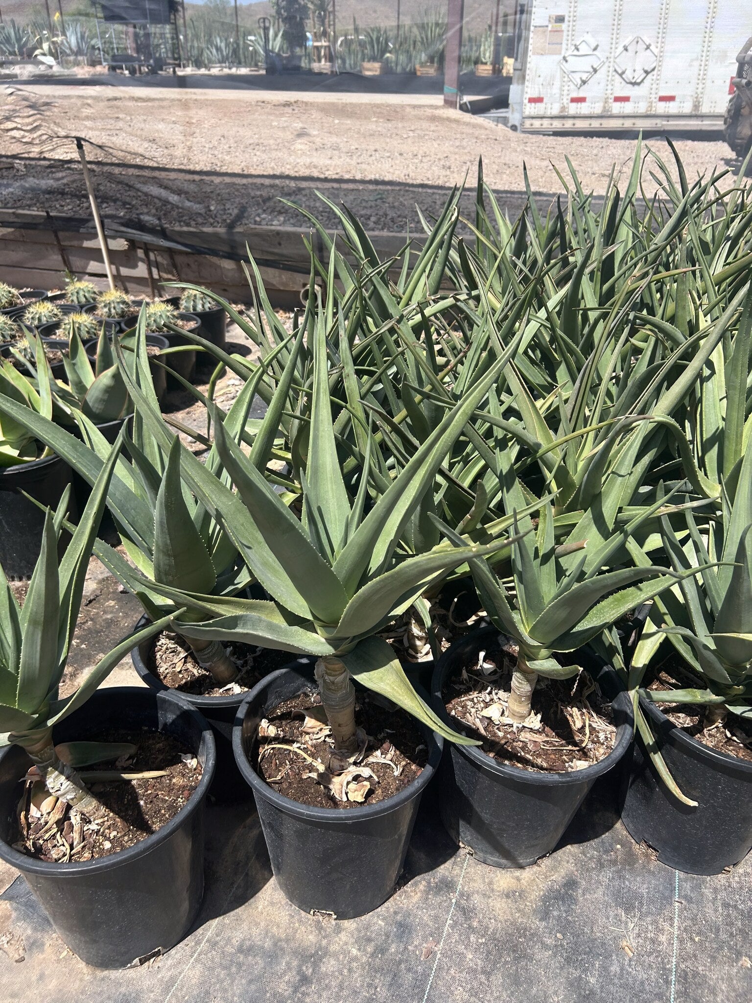 Hercules Tree Aloe