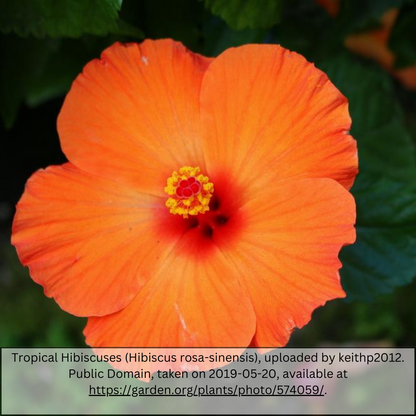 Hibiscus Florida Sunset