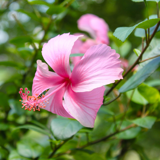 Hibiscus Dark Pink