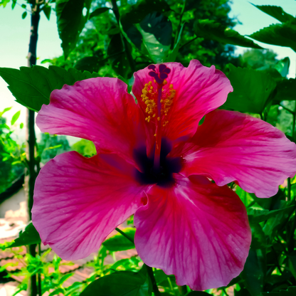 Pink Hibiscus (Hibiscus rosa-sinensis) double pink flower close-up — Phoenix, AZ