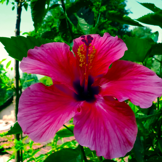 Hibiscus Double Pink