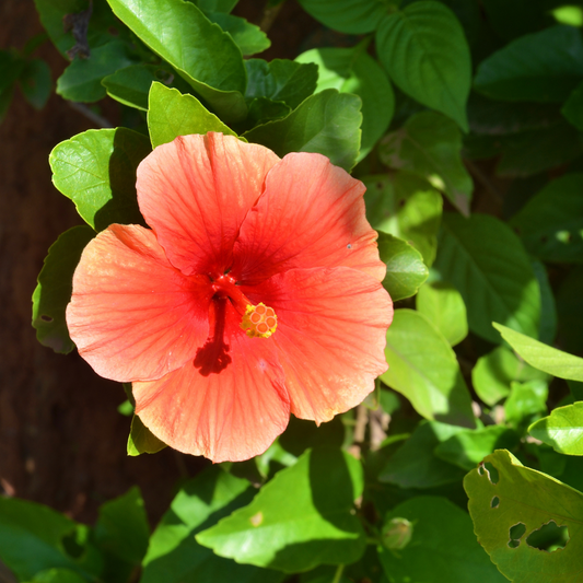 Hibiscus Florida Sunset