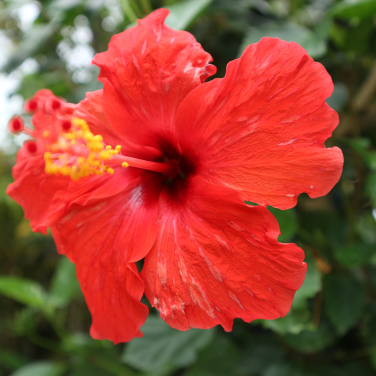 Hibiscus Red