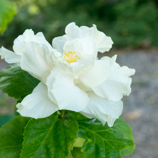 Hibiscus White