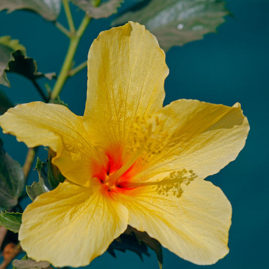 Hibiscus Yellow