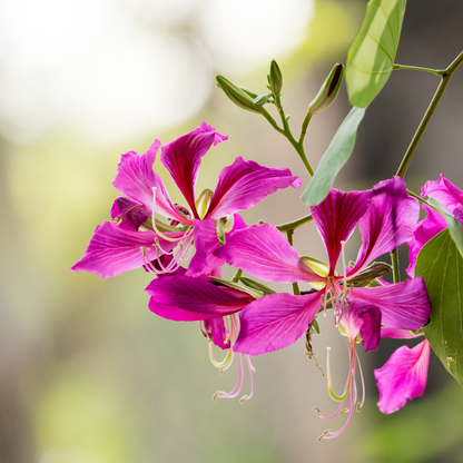 Hong Kong Orchid Tree