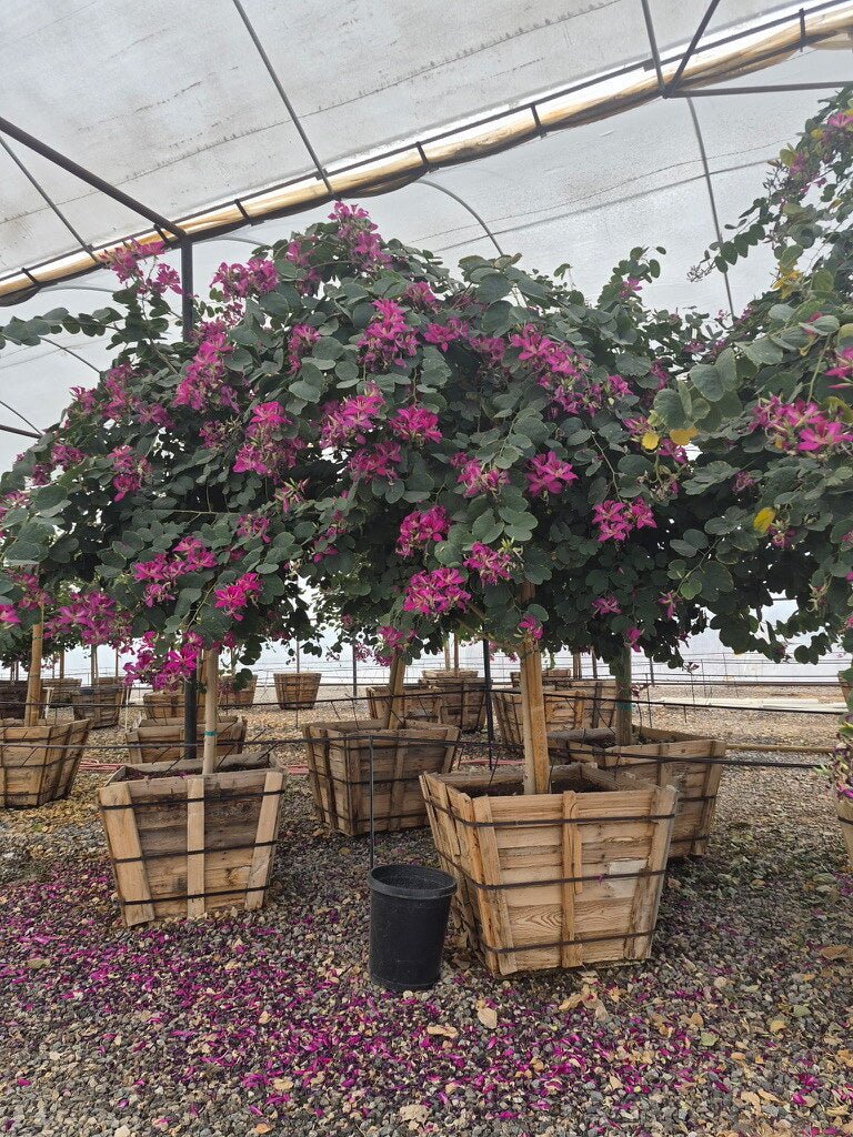Hong Kong Orchid Tree - 36in Box