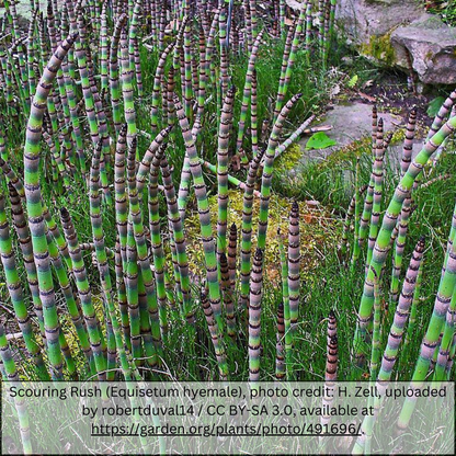 Horsetail Reed