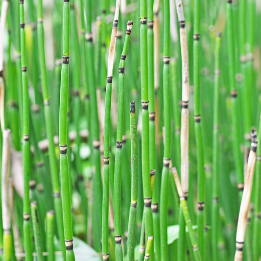 Horsetail Reed