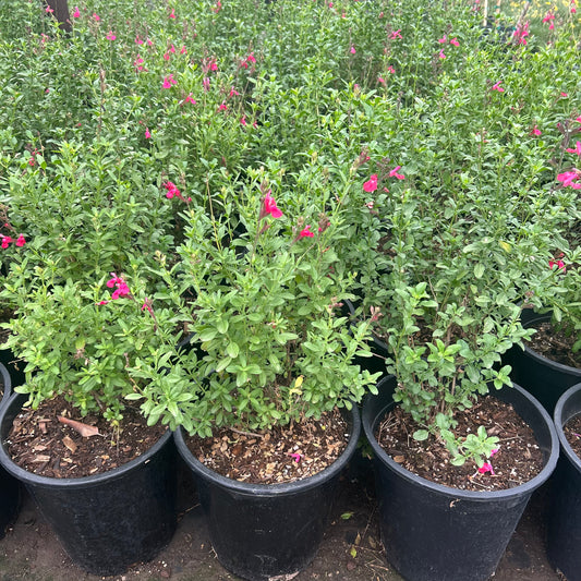 Hot Pink Autumn Sage (Salvia greggii) in nursery pot — Phoenix, AZ