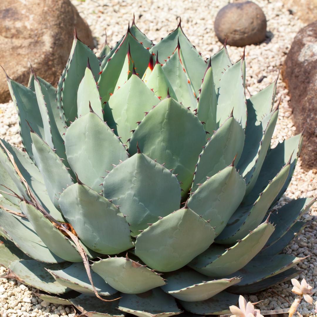 Huachuca Agave