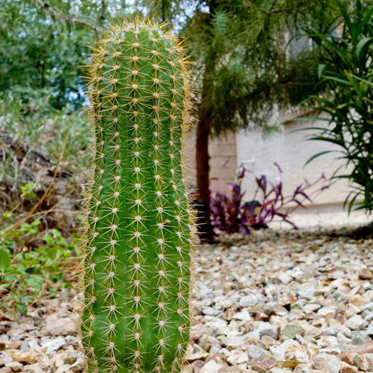Pink Hybrid Argentine