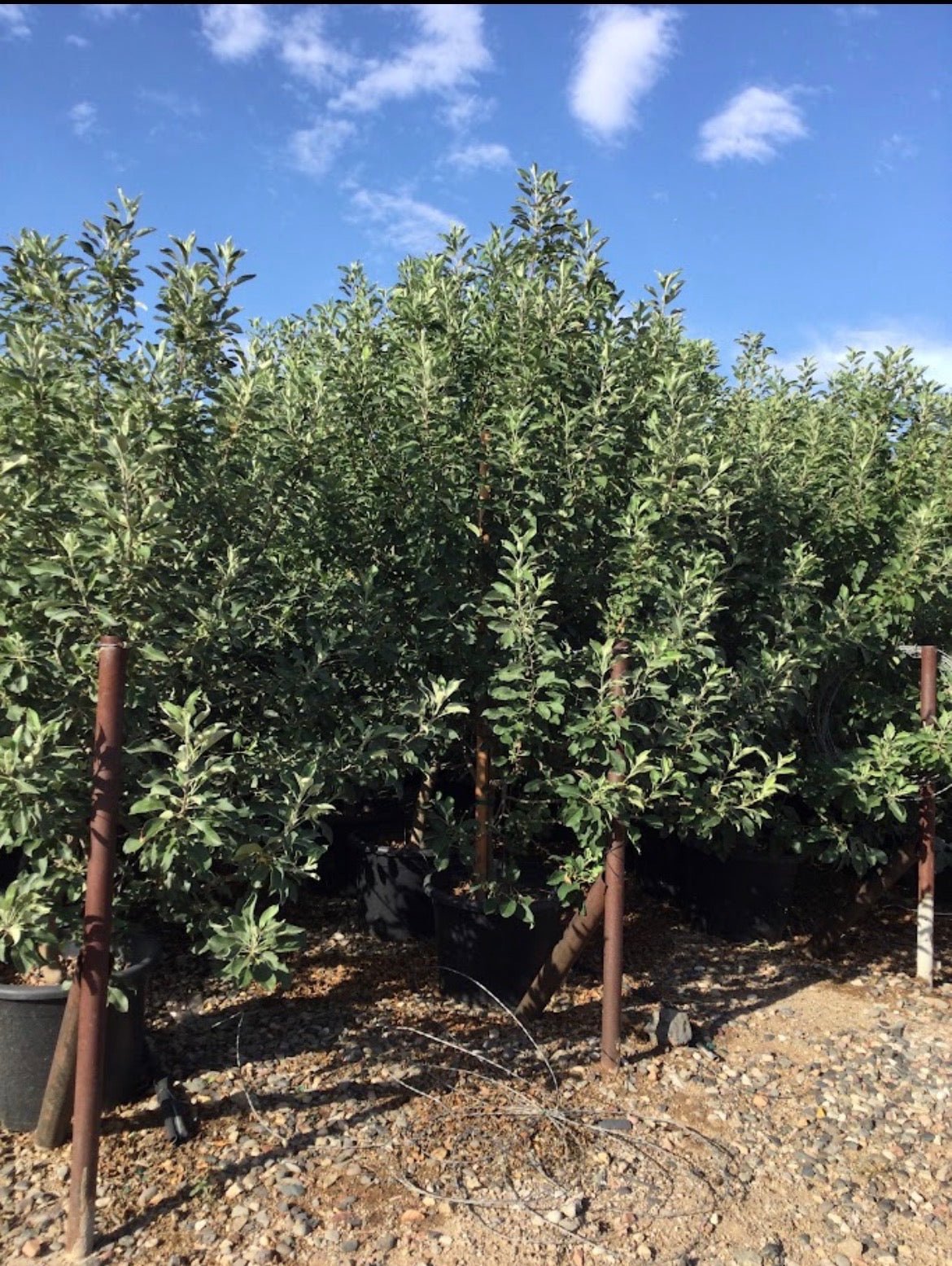 Anna Apple Tree
