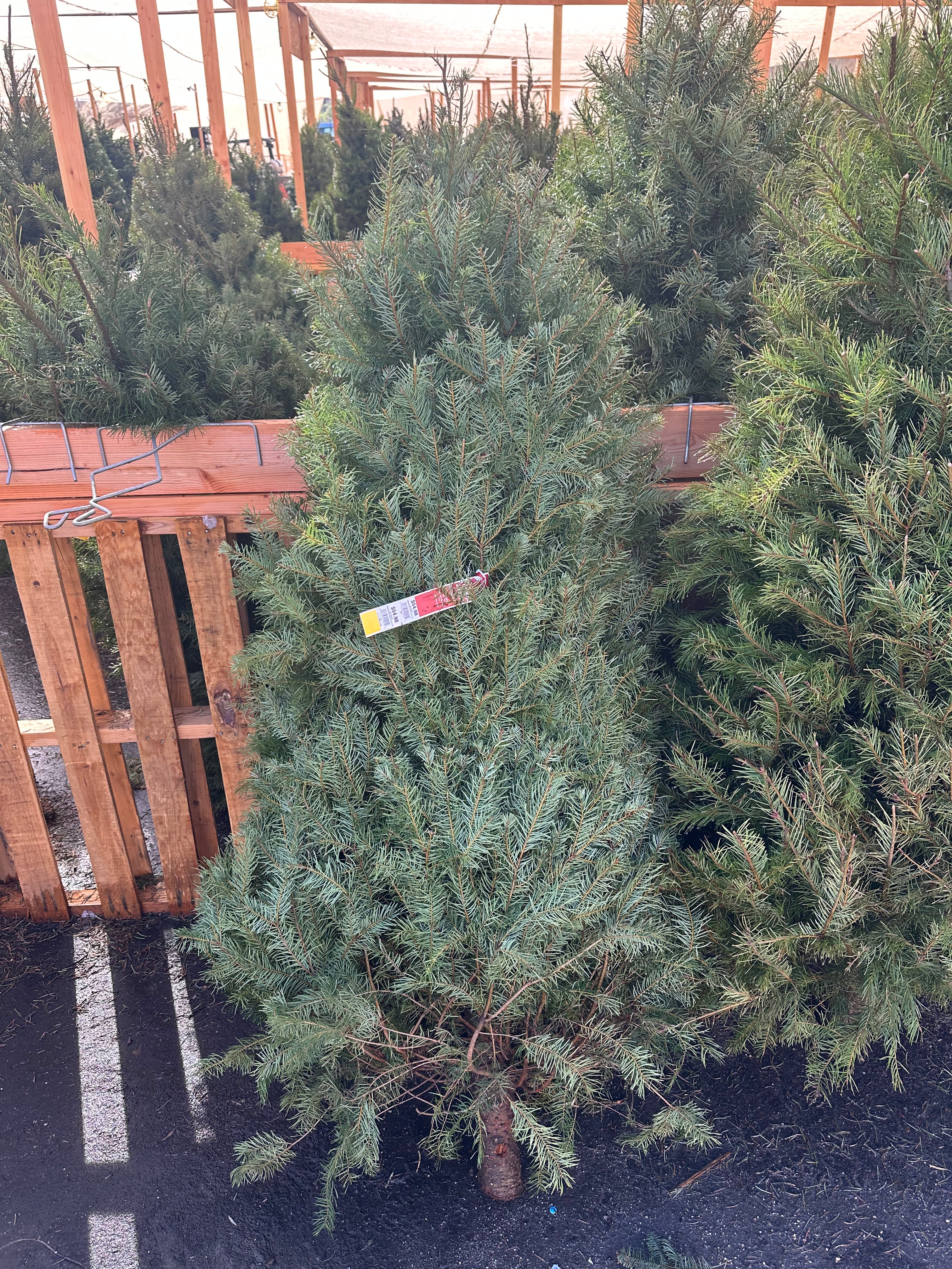 Douglas Fir Christmas Tree: 6-7 ft