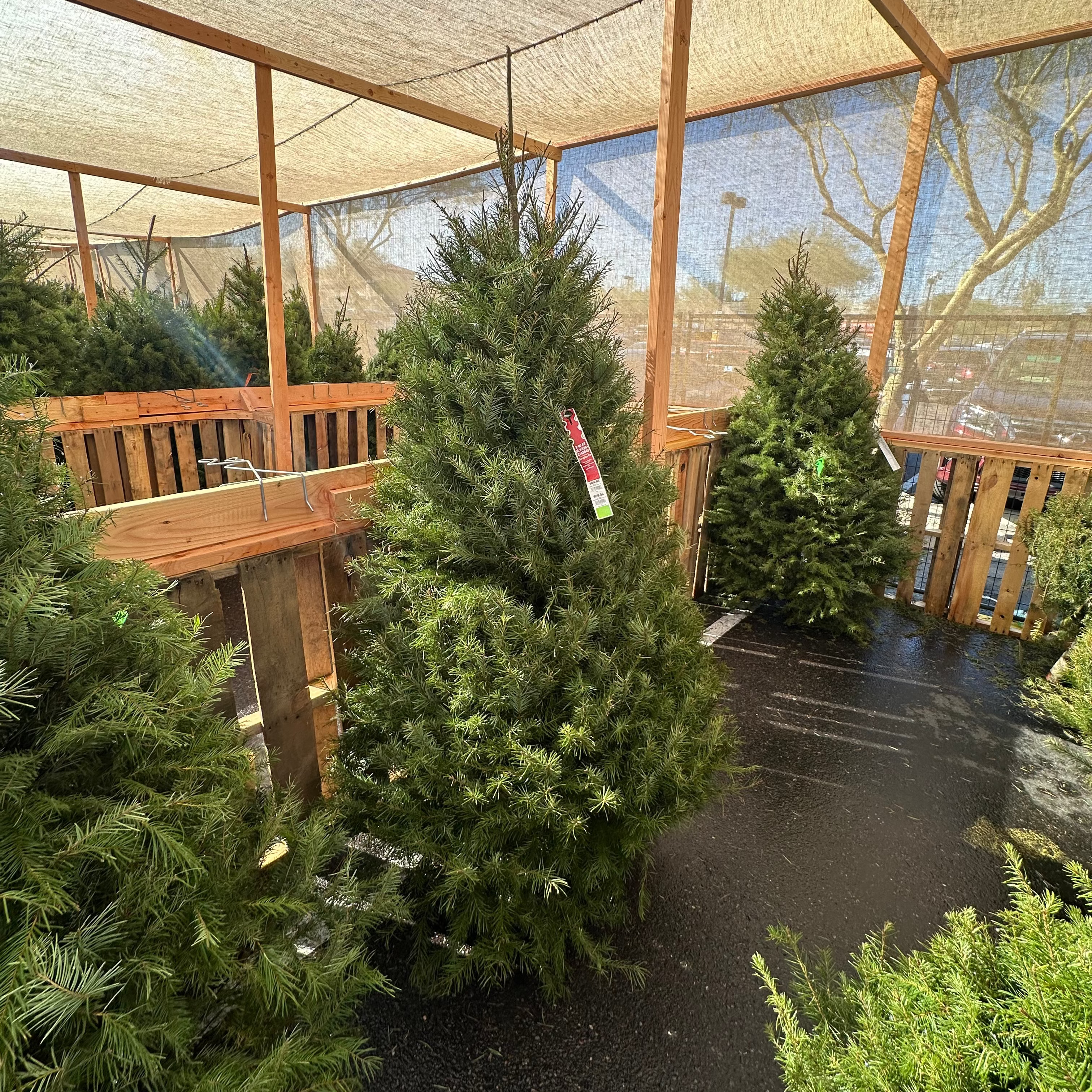 Douglas Fir Christmas Tree: 7-8 ft