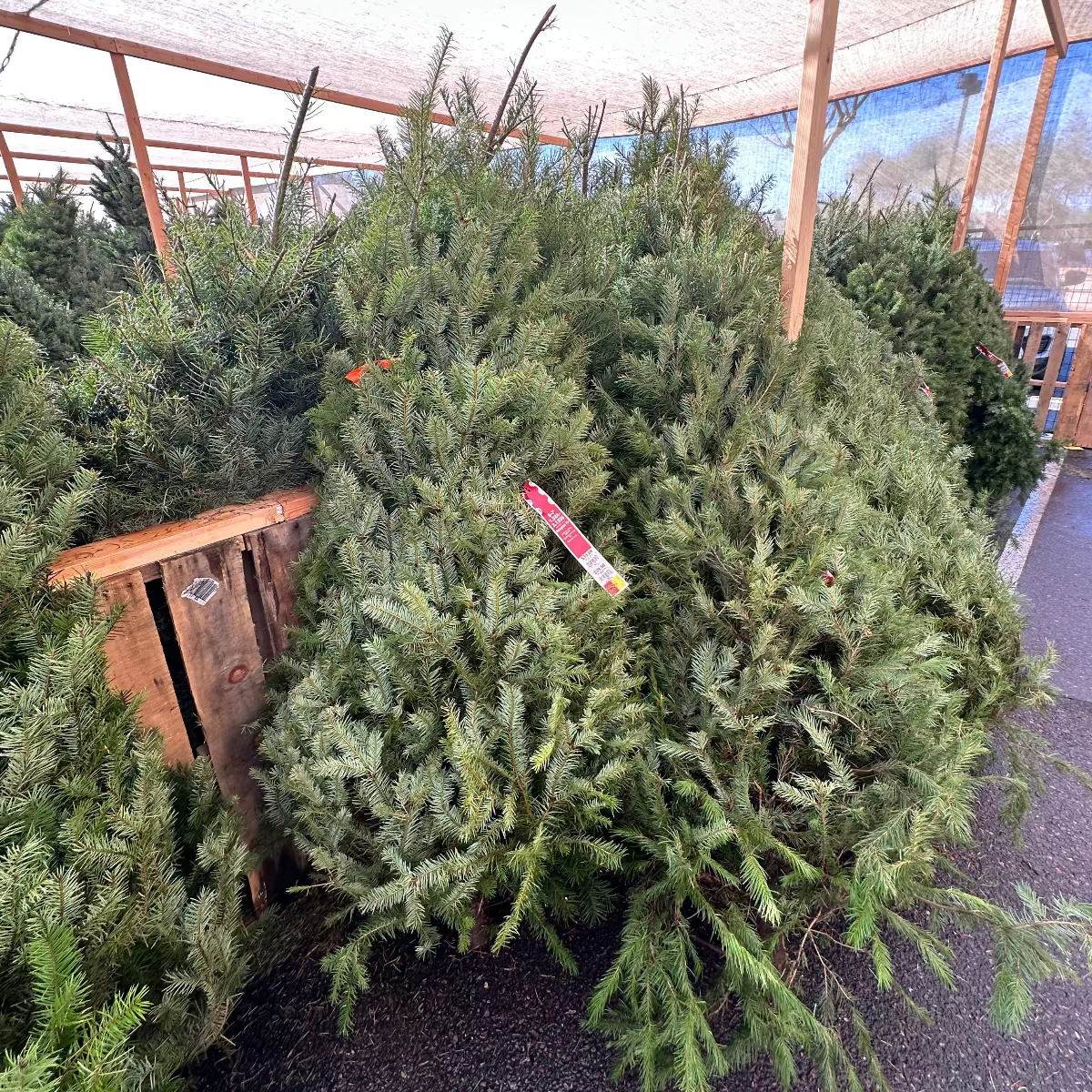Douglas Fir Christmas Tree: 5-6 ft