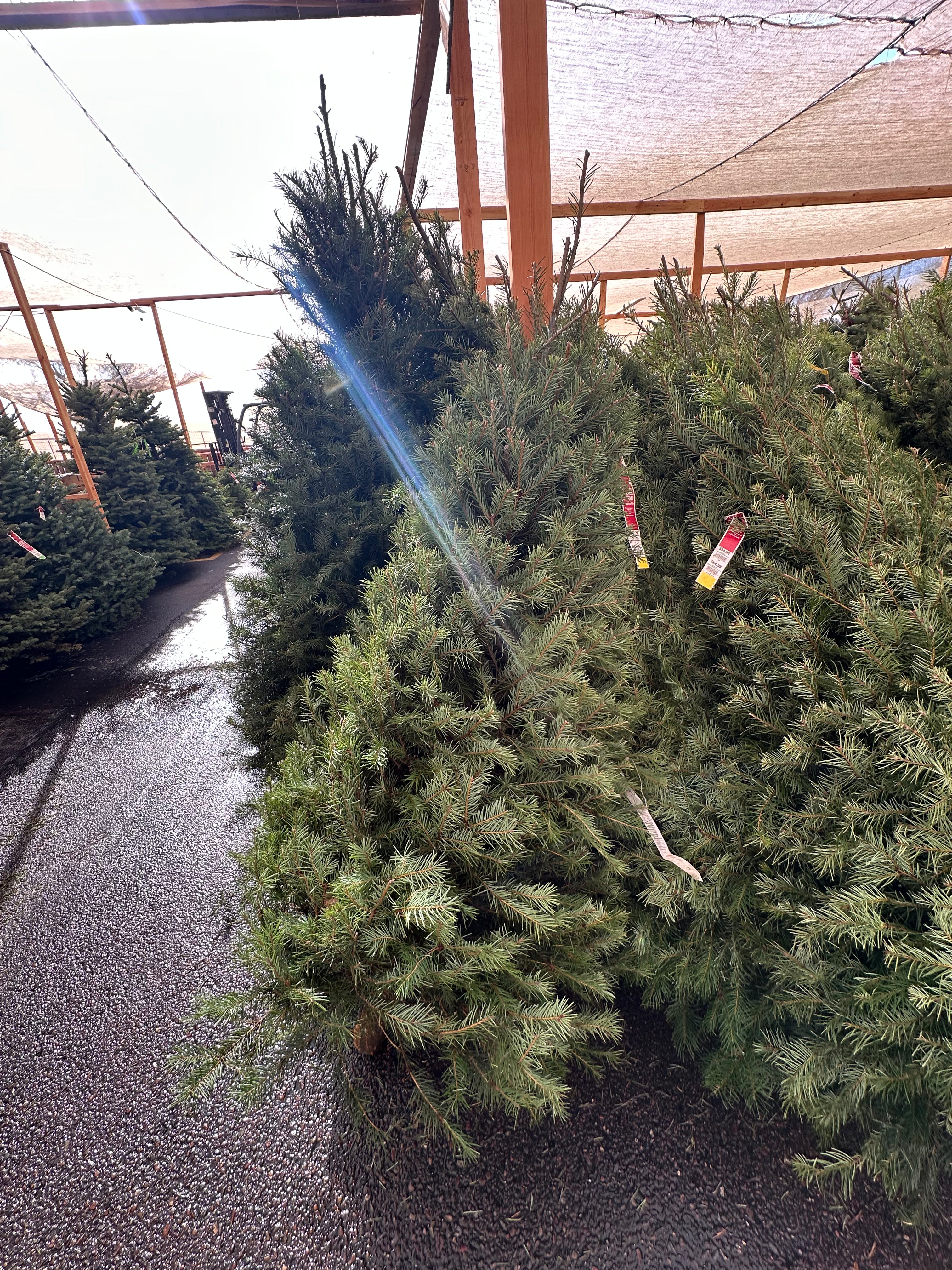 Douglas Fir Christmas Tree: 6-7 ft