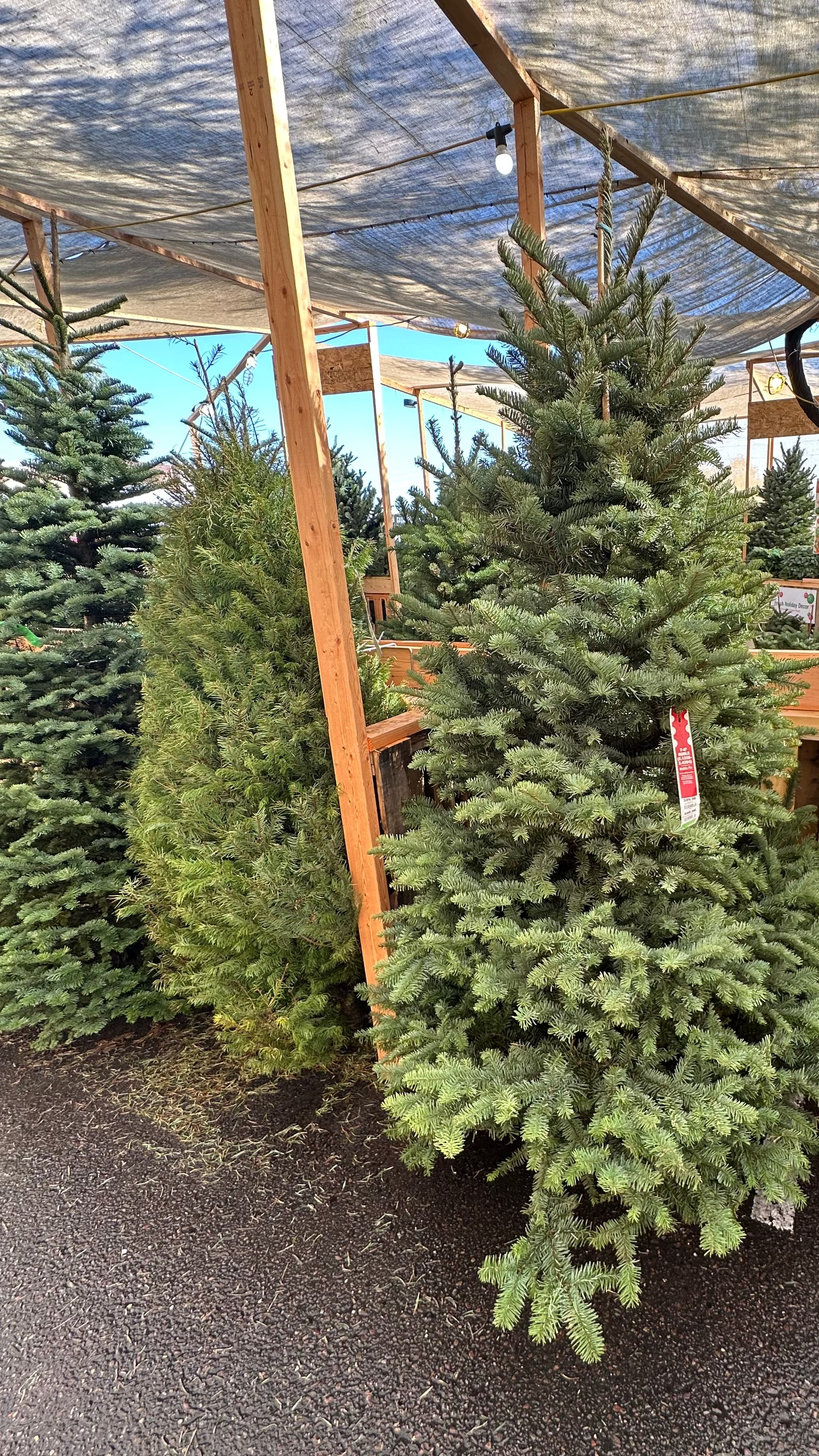 Noble Fir Christmas Tree: 7-9 ft