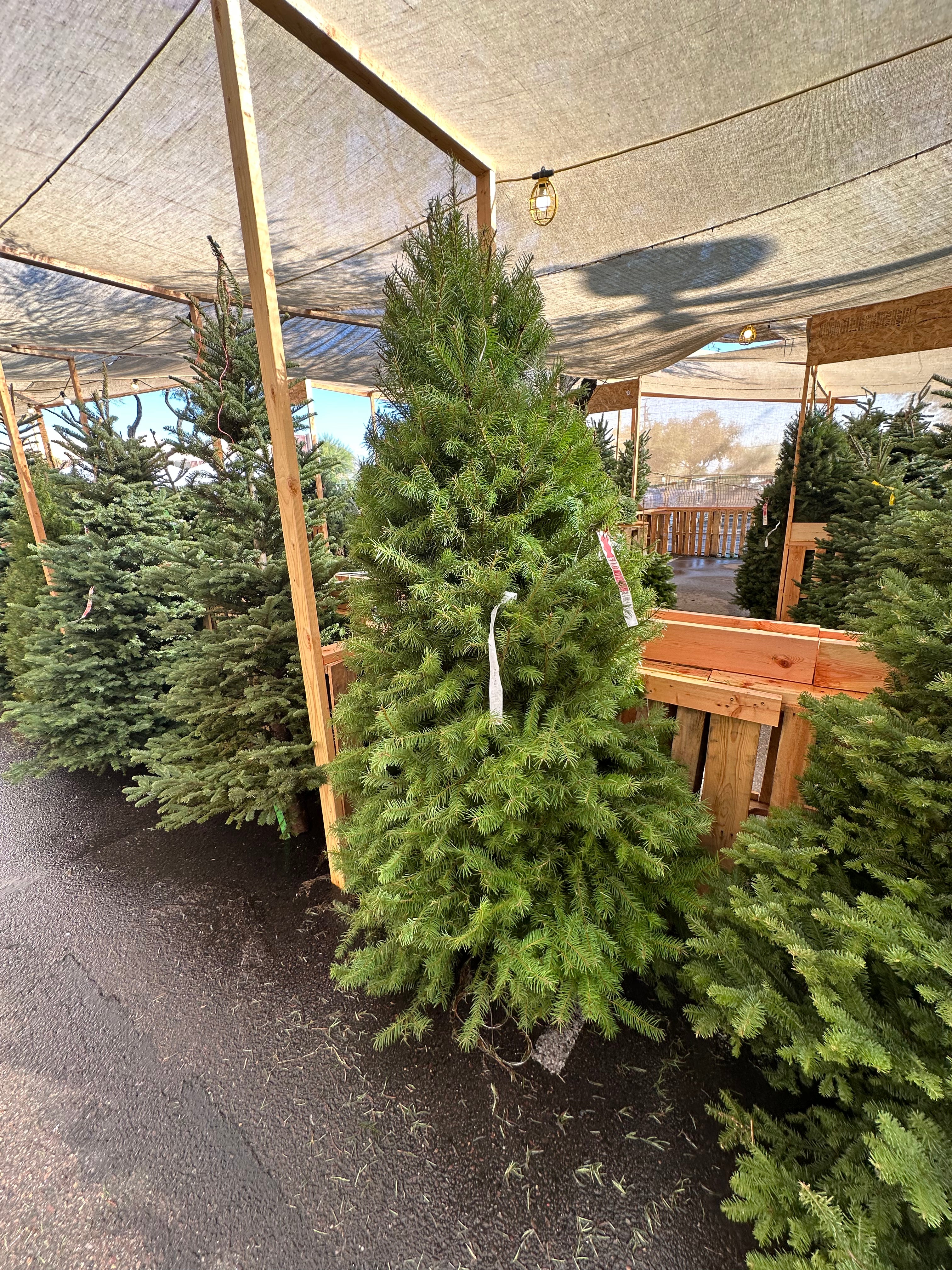 Douglas Fir Christmas Tree: 8-9 ft