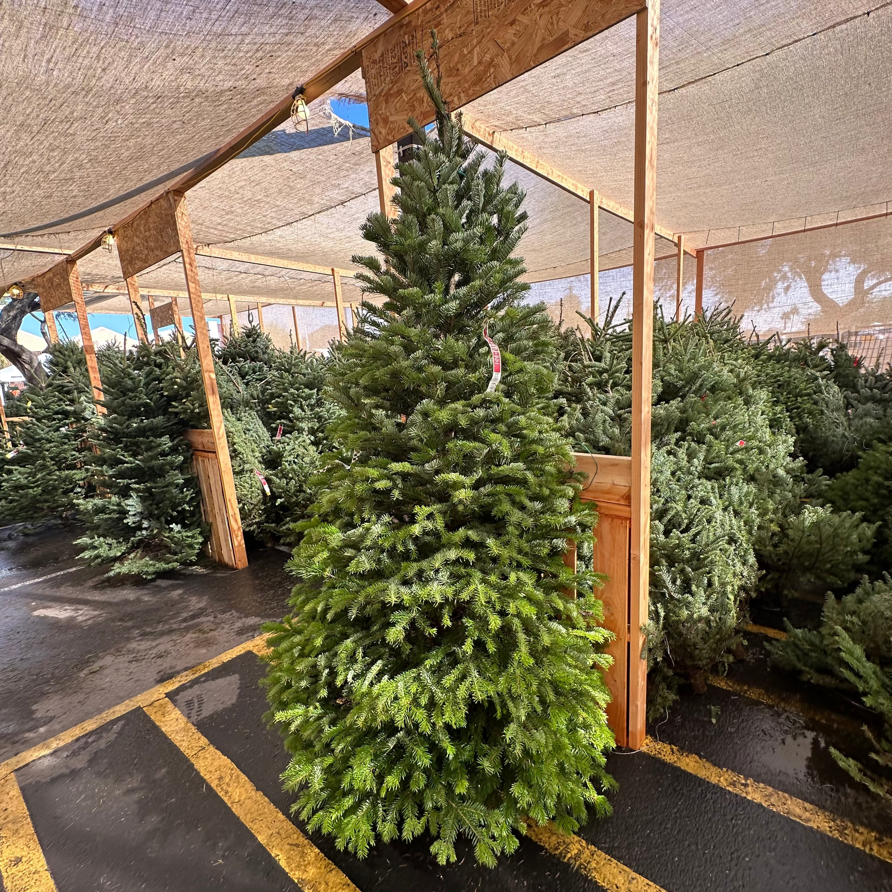 Nordmann Fir Christmas Tree: 8-9 ft