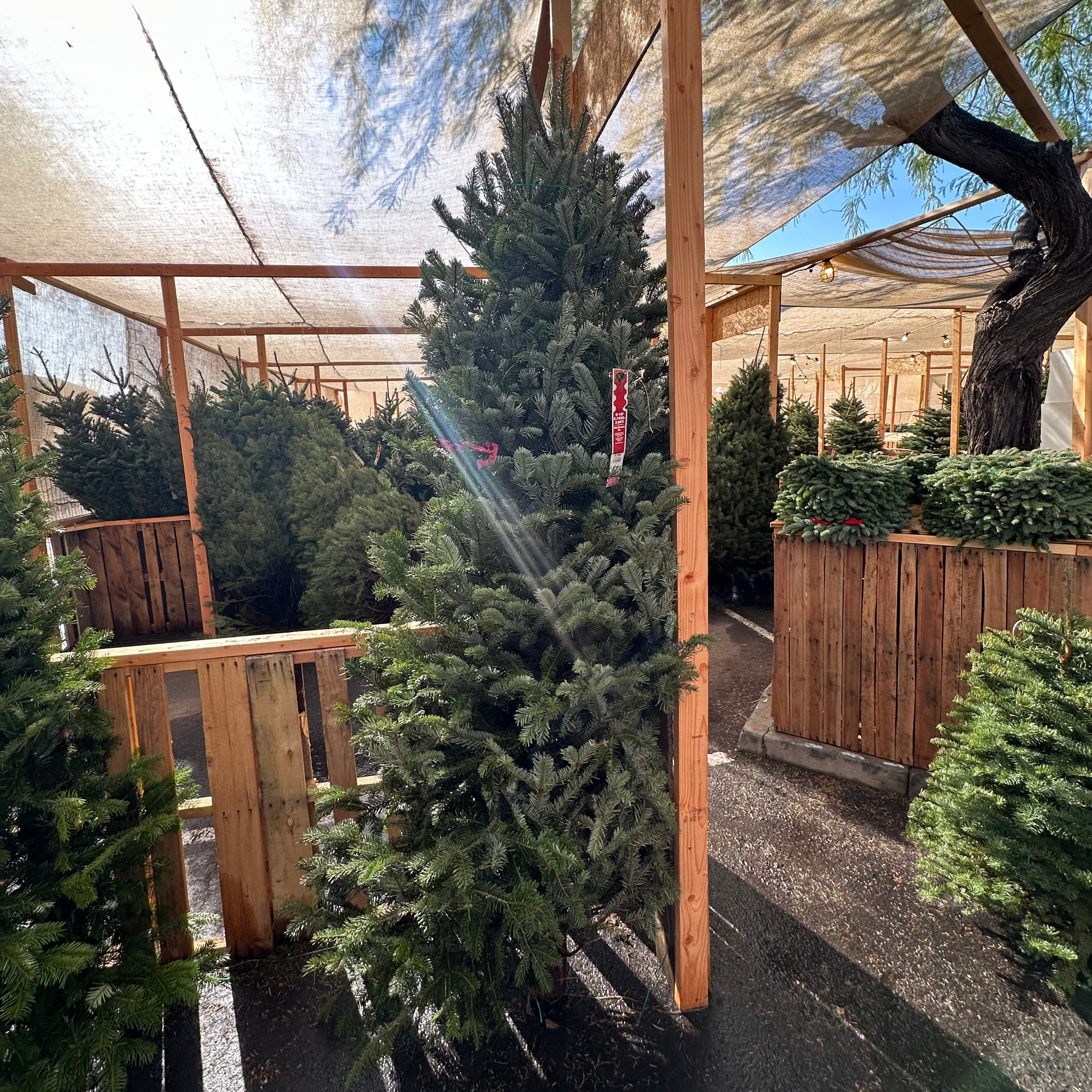 Nordmann Fir Christmas Tree: 9-10 ft