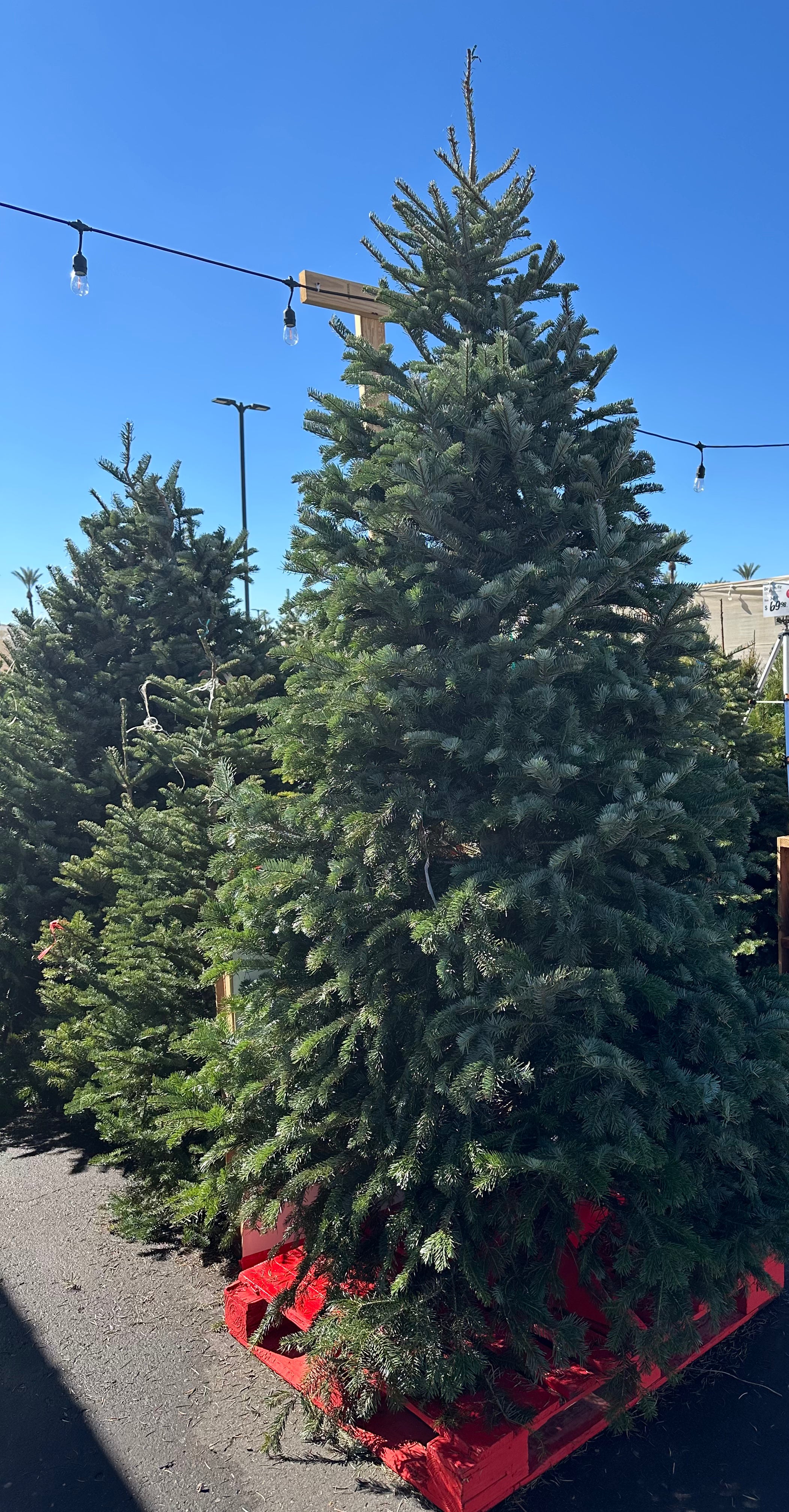 Nordmann Fir Christmas Tree: 8-9 ft