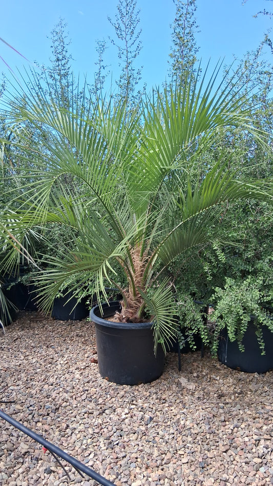 Pindo Palm