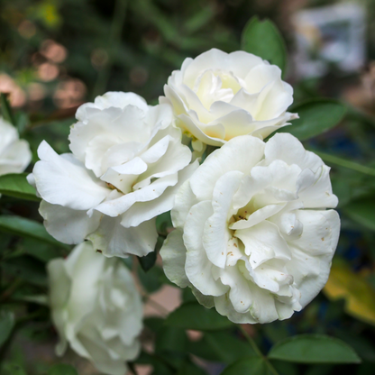 White Iceberg Rose