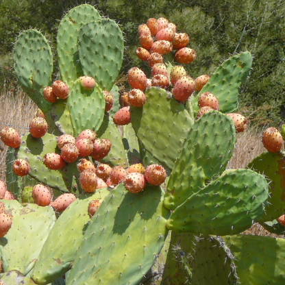 Indian Fig Prickly Pear (Opuntia ficus-indica) with ripe red fruit on green pads — Phoenix, AZ