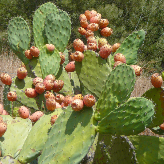 Indian Fig Prickly Pear