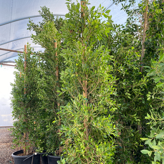 Indian Laurel Fig