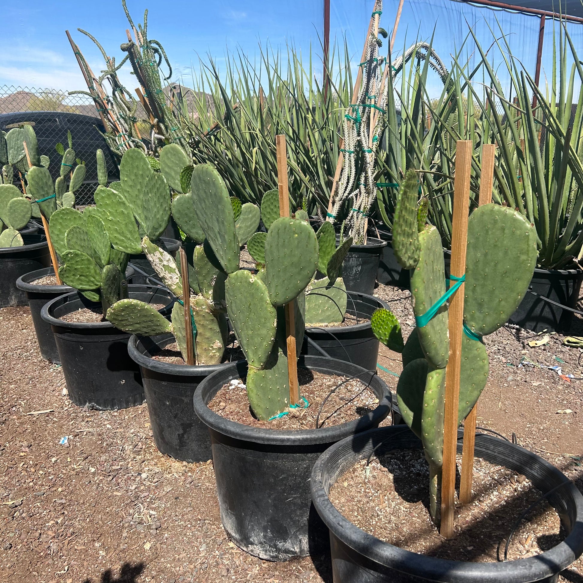eastern prickly pear cactus for sale near me Buy Indian Fig Prickly Pear Phoenix, AZ | Opuntia