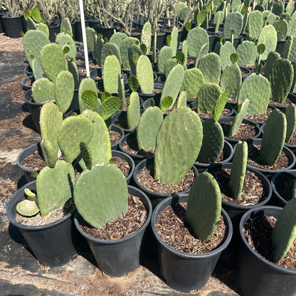 Buy Indian Fig Prickly Pear Phoenix, AZ | Opuntia