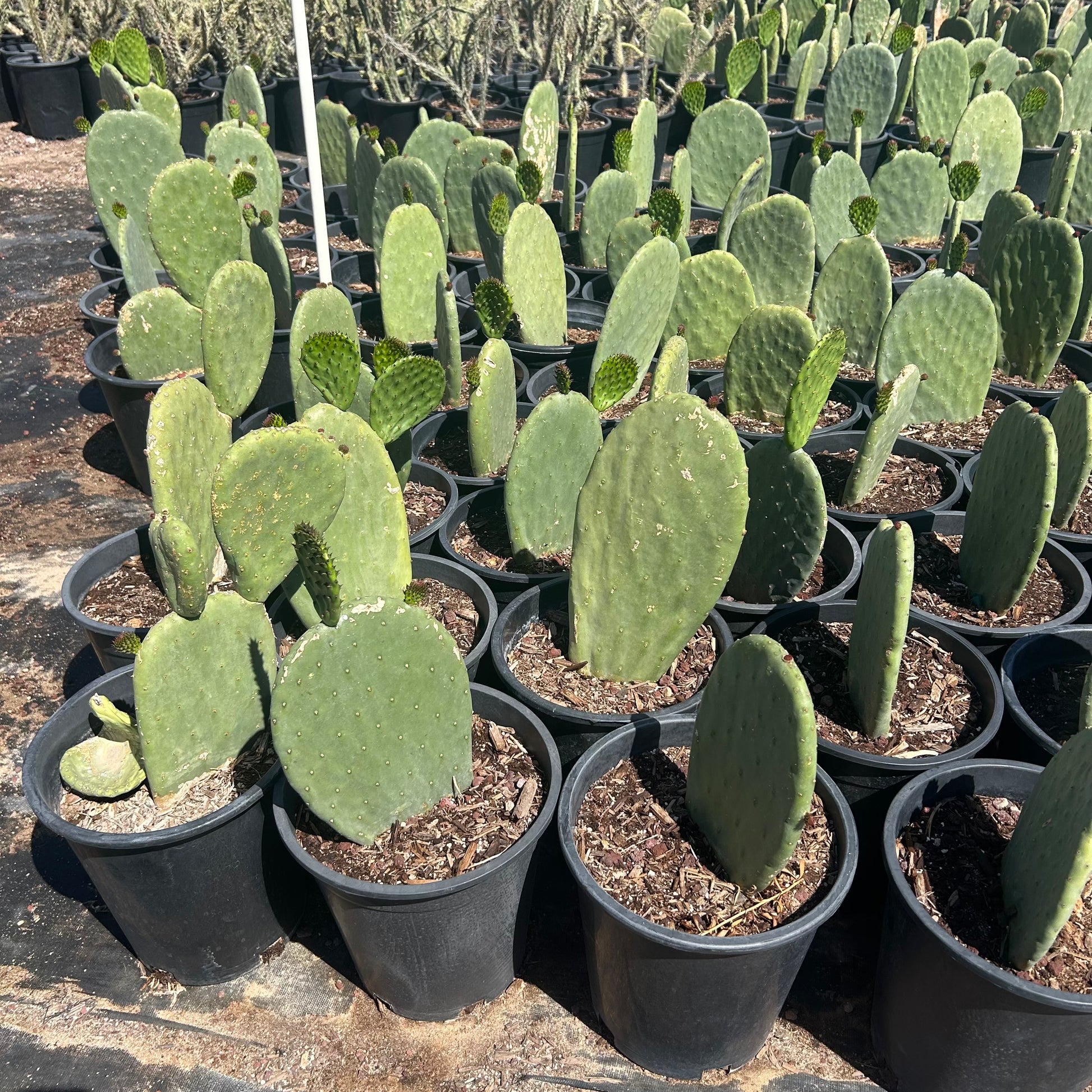 5 gallon Indian Fig (Opuntia ficus-indica) in nursery pot — Phoenix, AZ