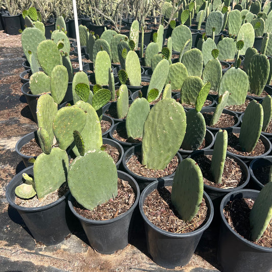 5 gallon Indian Fig (Opuntia ficus-indica) in nursery pot — Phoenix, AZ