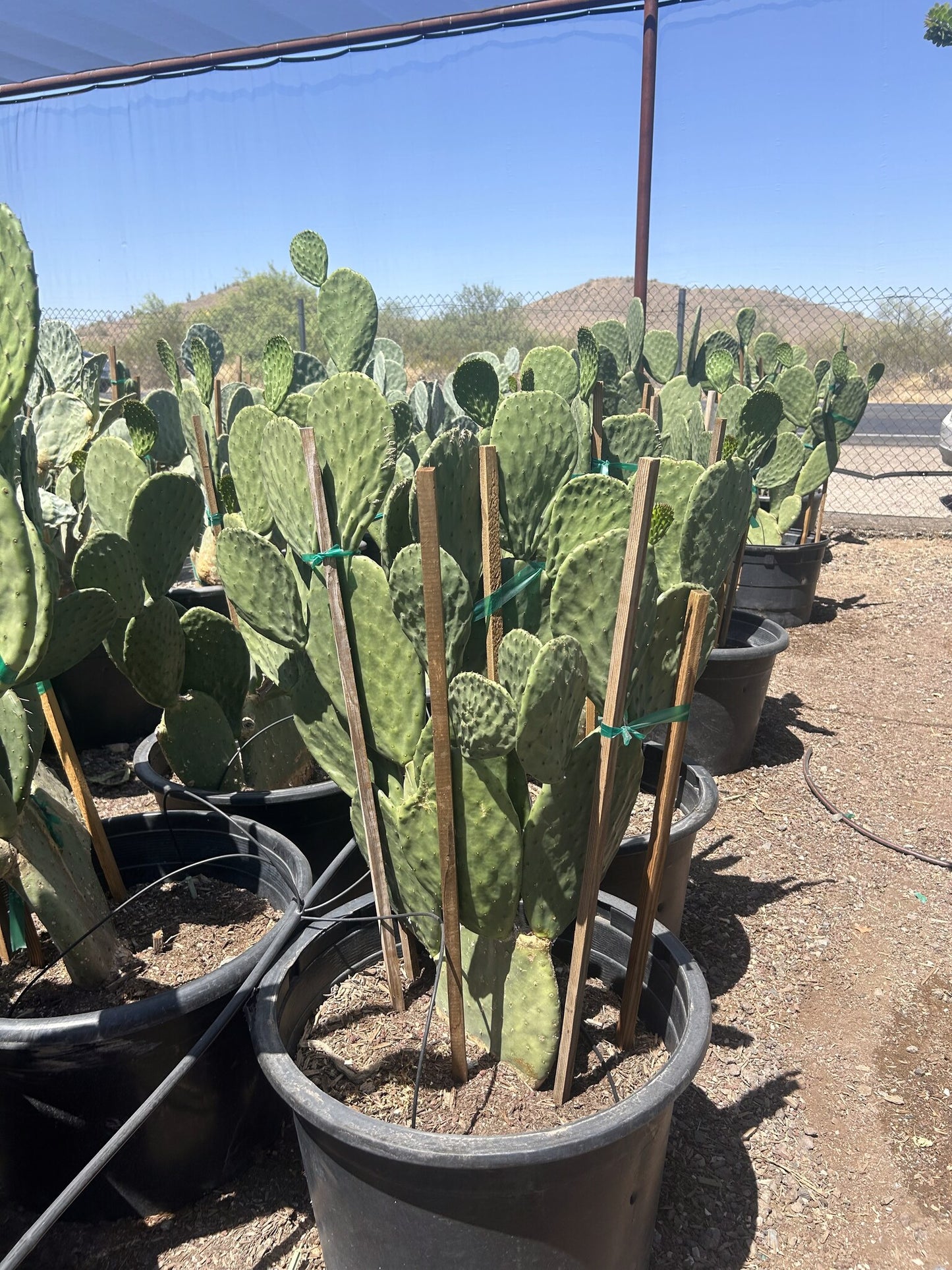 Indian Fig Prickly Pear