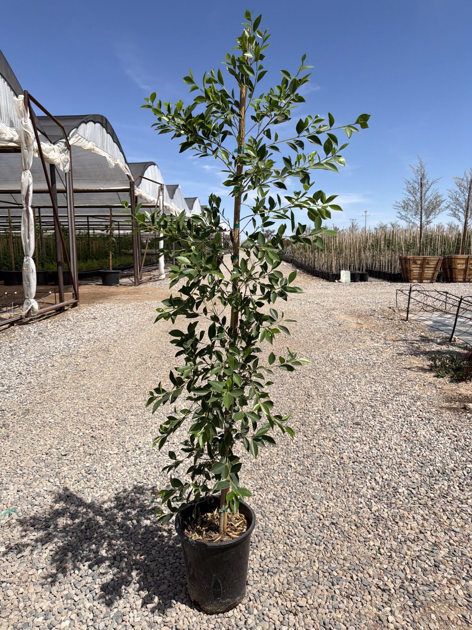 Indian Laurel Ficus Column 3/5 Gallon