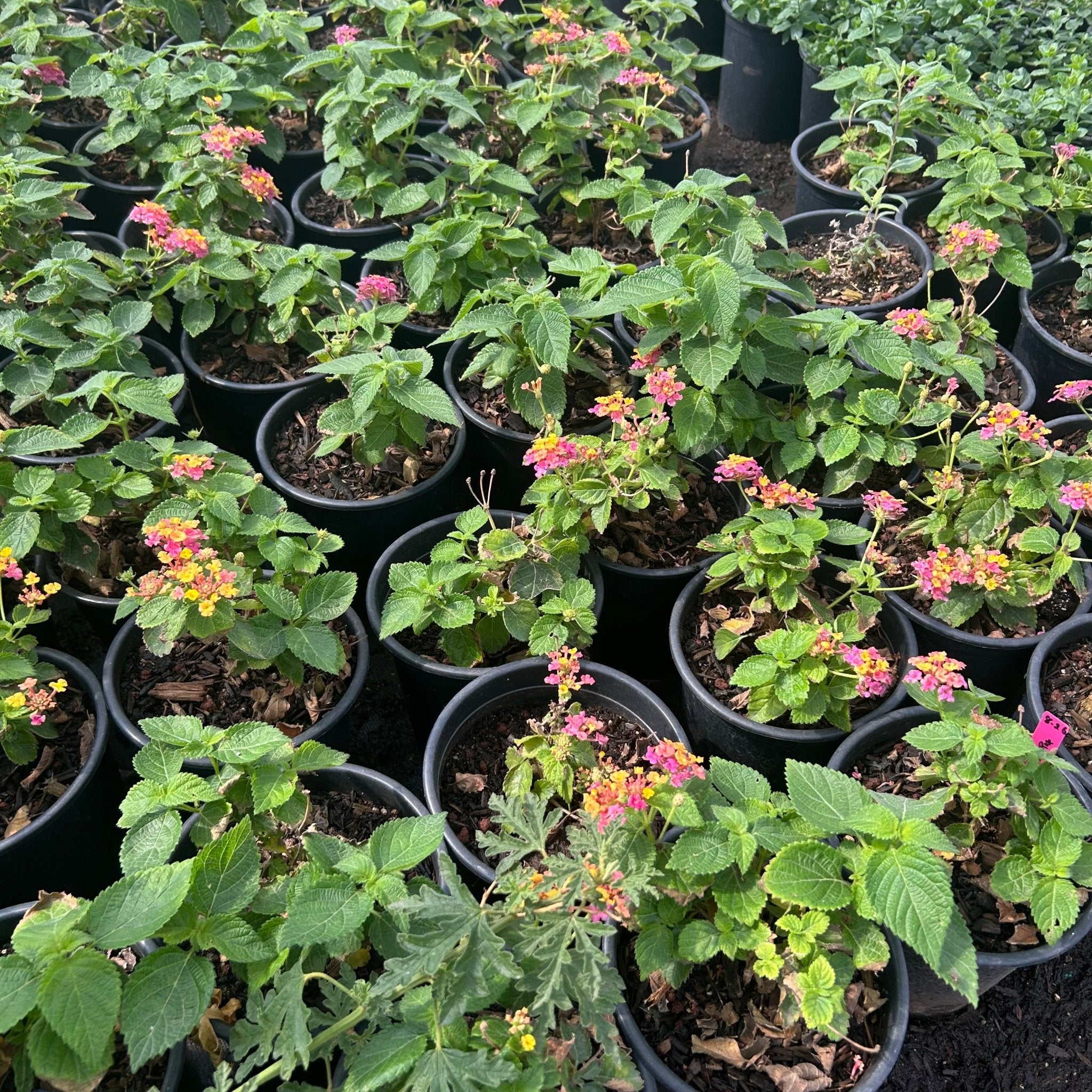 Buy Irene Lantana Phoenix, AZ | Lantana camara Irene | Three