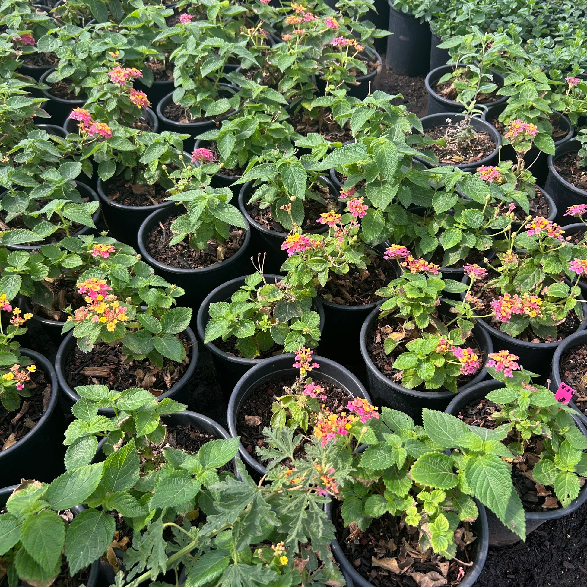 1 gallon Irene Lantana (Lantana 'Irene') in nursery pot — Phoenix, AZ