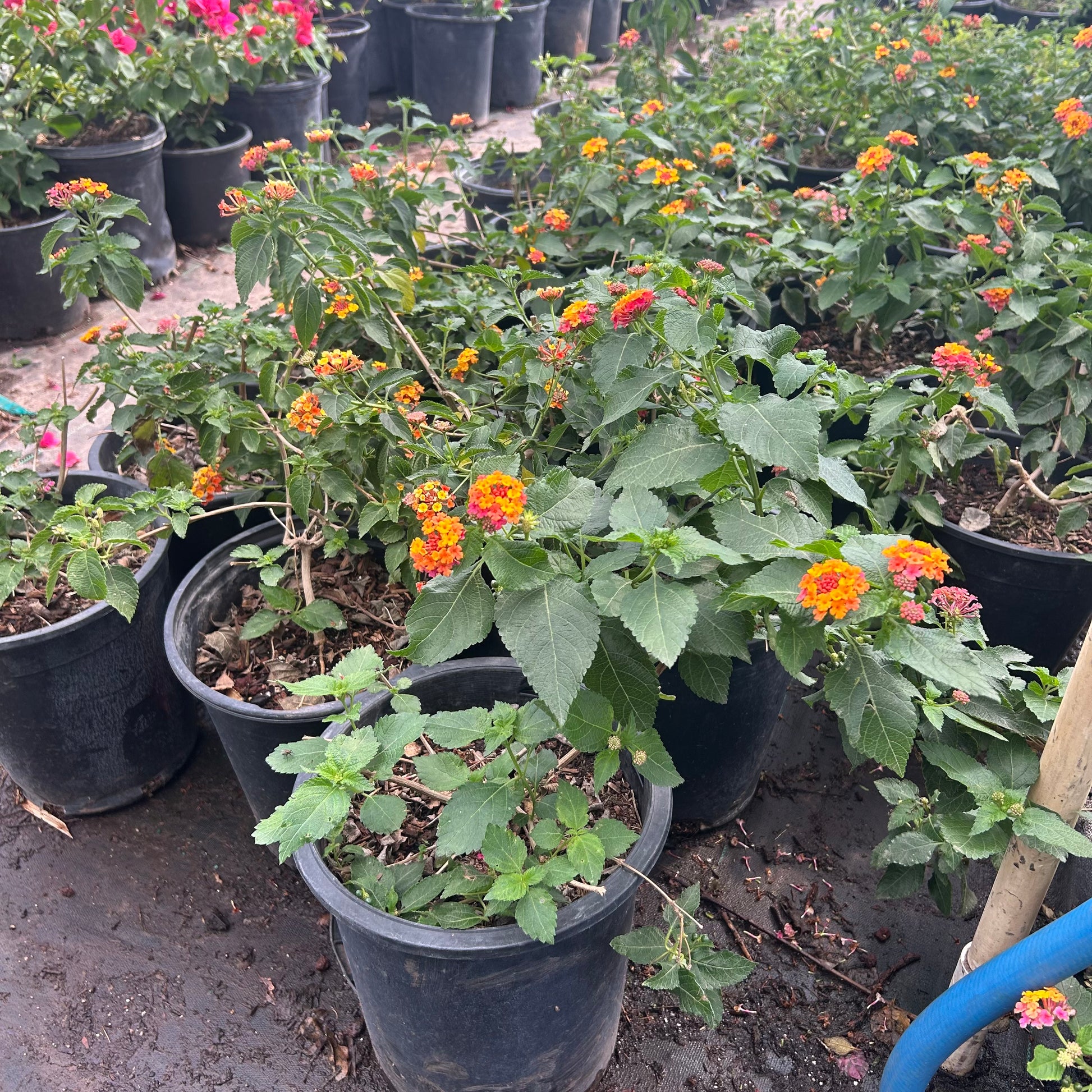 5 gallon Irene Lantana (Lantana 'Irene') in nursery pot — Phoenix, AZ