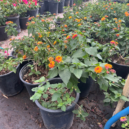 5 gallon Irene Lantana (Lantana 'Irene') in nursery pot — Phoenix, AZ