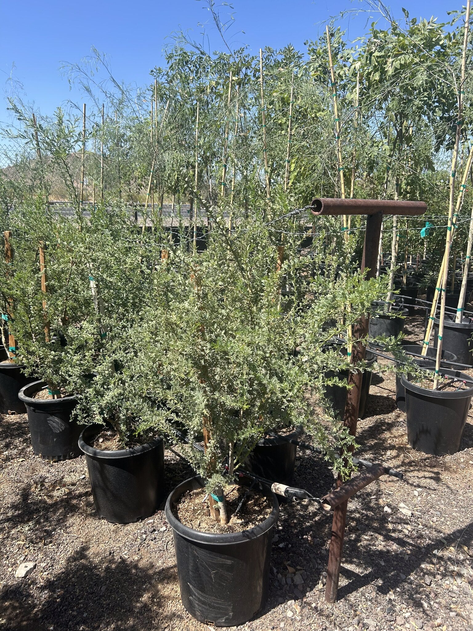 Ironwood 10/15 Gallon