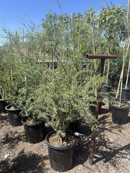 Ironwood 10/15 Gallon