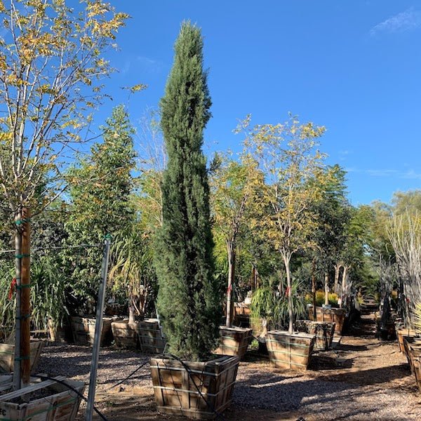 can italian cypress be planted in pots Italian Cypress Phoenix, AZ | Cupressus sempervirens