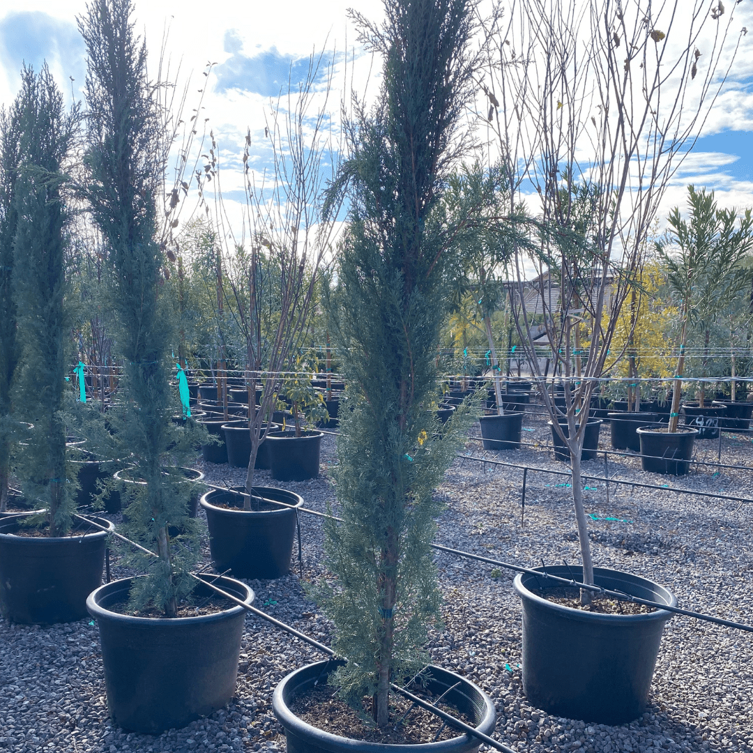 cypress potted plant Italian Cypress Phoenix, AZ | Cupressus sempervirens