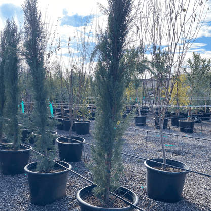 can italian cypress be planted in pots Italian Cypress Phoenix, AZ | Cupressus sempervirens